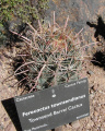 Ferocactus tawnsendianus 8.JPG