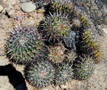 Ferocactus viridescens
