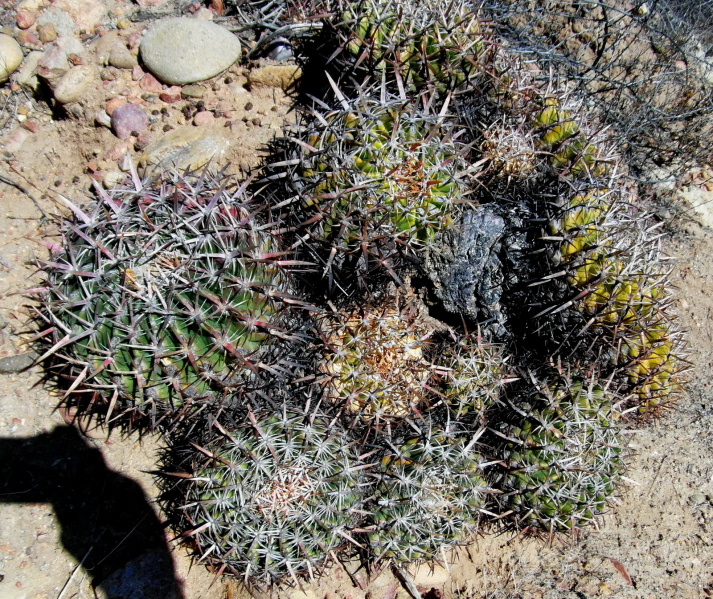 Файл:Ferocactus viridescens 66.JPG