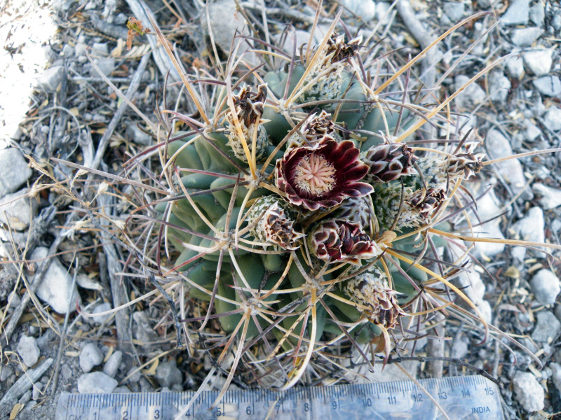 Файл:Glandulicactus uncinatus 0.jpg