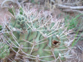 Gymnocalycium schickendantzii ssp. schickendantzii h1.JPG