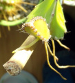 Hylocereus undatus 07.JPG