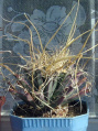 Leuchtenbergia principis