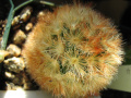Mammillaria carmenae