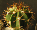 Melocactus zehntneri v.canescens HU473