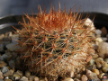 Parodia erubescens.jpg