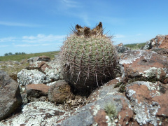 Parodia nothorauschii 1.JPG