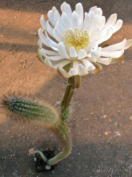 Файл:Peniocereus serpentinus 3.jpeg