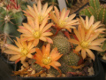 Rebutia heliosa var. albiflora