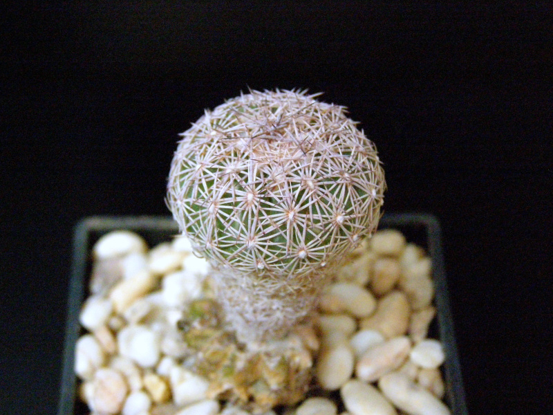 Файл:Sclerocactus intertextus 2.JPG