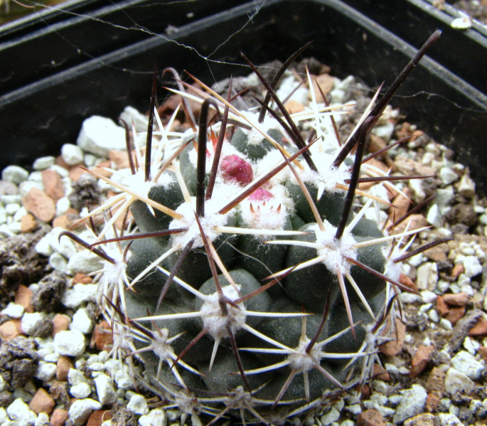 Файл:Sclerocactus whipplei sb472.jpg