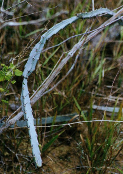 Cereus albicaulis1.jpg