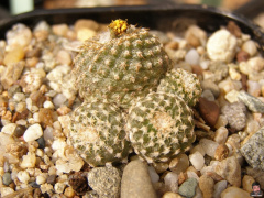 Copiapoa hypogaea ssp. laui.jpg