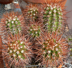 Copiapoa taltalensis - wikipedia.jpg