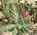 Cylindropuntia fulgida var fulgida 3.jpg