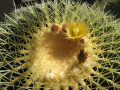 Echinocactus grusonii 1.jpg