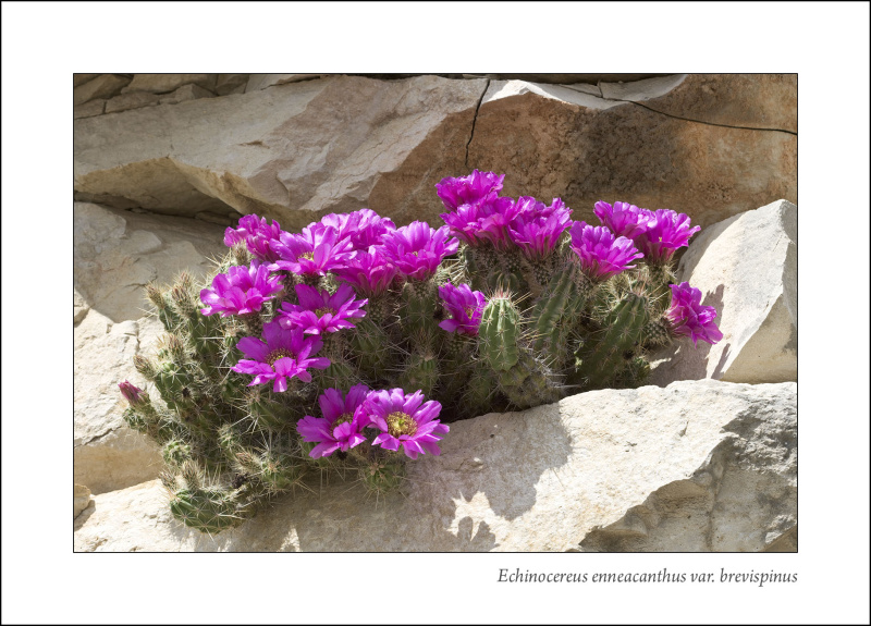 Файл:Echinocereus enneacanthus ssp. brevispinus 02.jpg