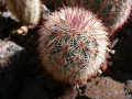 Echinocereus russanthus SB864