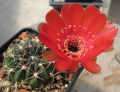 Echinopsis calorubra 1.JPG