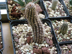 Echinopsis mirabilis.jpg