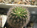 Echinopsis thionantha ssp. ferrarii.jpg