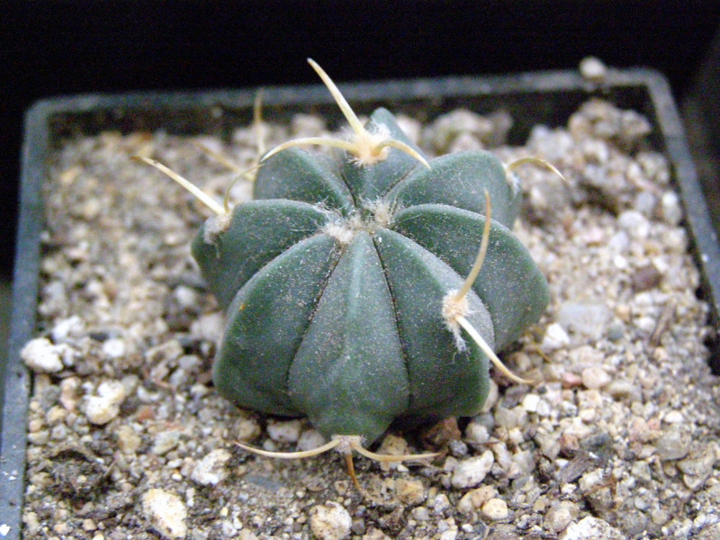 Файл:Ferocactus macrodiscus ssp. septentrionalis.JPG