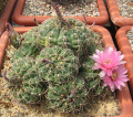 Gymnocalycium reductum ssp. leeanum f. roseiflorum