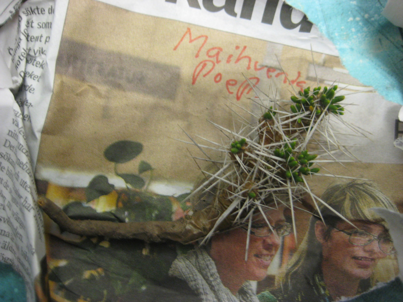 Файл:Maihuenia poeppigii.jpg