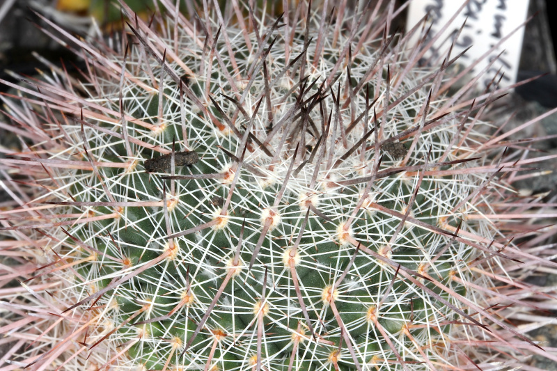 Файл:Mammillaria sonorensis pm 1.JPG