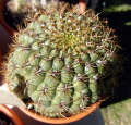 Matucana aureiflora 5.JPG