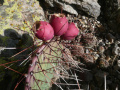 Opuntia aureispina 5.jpg