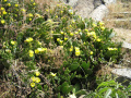 Opuntia humifusa