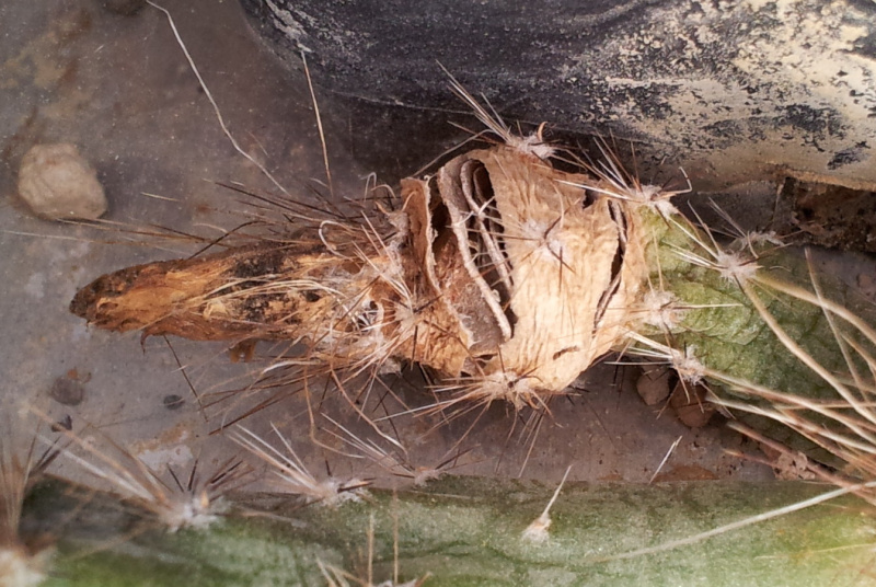 Файл:Pterocactus fruit.jpg