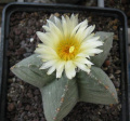 Astrophytum myriost.cv.Strong.nudum COSTA
