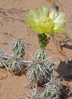 Corynopuntia clavata 2940.jpeg