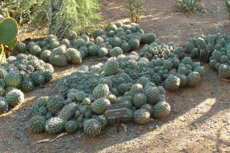 Файл:Coryphantha pycnacantha 3.JPG