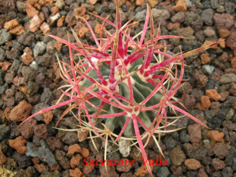 Файл:Echinocactus parryi 3.jpg