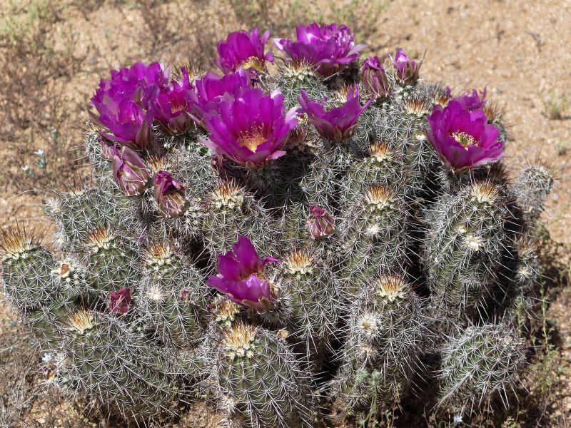 Файл:Echinocereus fasciculatus 30 by Zruda.jpg