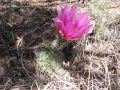 Echinocereus fendleri 5h.jpg