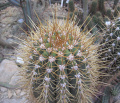 Echinopsis terscheckii