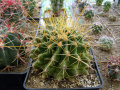 Ferocactus hamatacanthus ssp. hanatacanthus 1.JPG