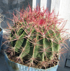 Ferocactus pilosus 2.jpg