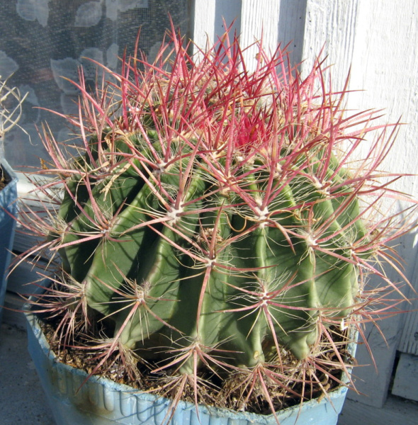 Файл:Ferocactus pilosus 2.jpg