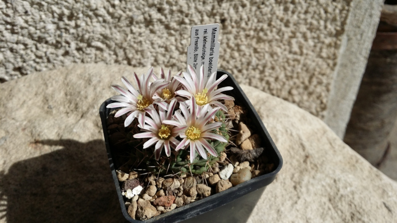 Файл:Mammillaria boelderliana 4.jpg