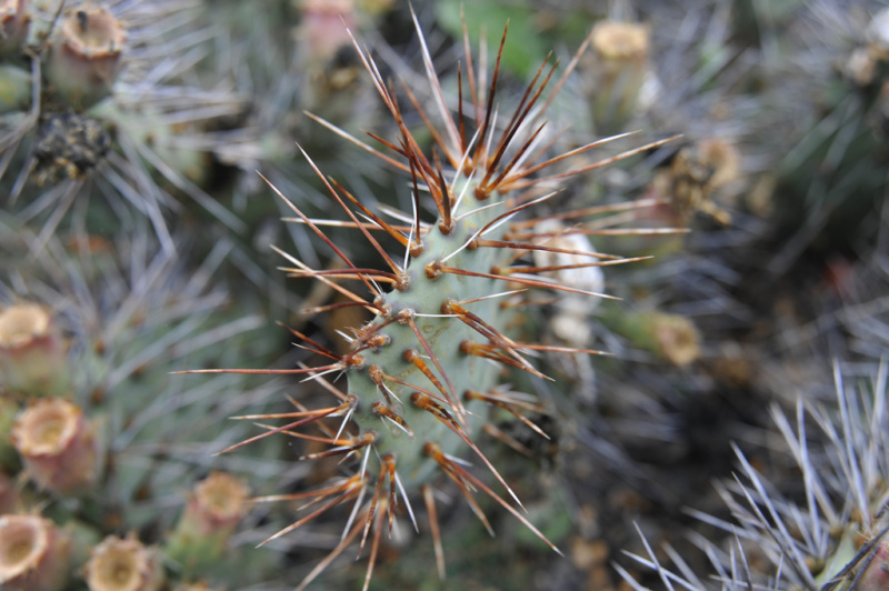 Файл:Opuntia phaeacantha 3.jpg