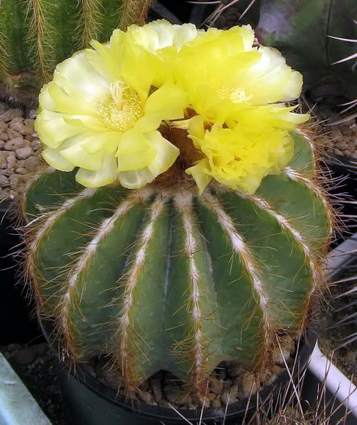 Файл:Parodia magnifica Galin Moriaka.jpg