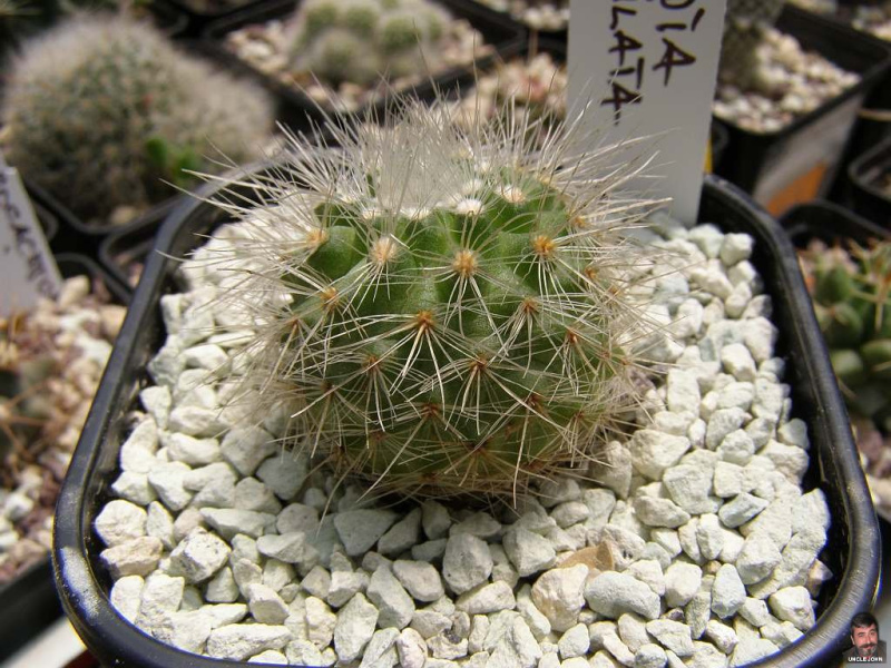 Файл:Parodia penicillata.jpg