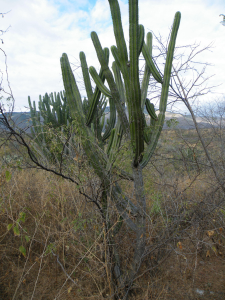 Файл:Polaskia chende 1.jpg