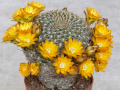 Rebutia breviflora 01.jpg