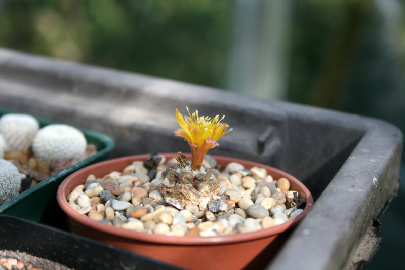 Файл:Rebutia cintia 01.jpg